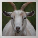 Zoek naar jeuk posters Dieren
