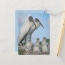 Zoek naar family briefkaarten Natuur
