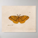 Zoek naar vintage vlinders posters Insect