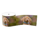 Zoek naar hongaars lint Hond