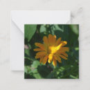 Zoek naar kruiden notitiekaarten Bloemen