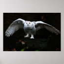 Zoek naar zwarte witte uil posters Voor iedereen
