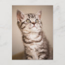 Zoek naar binnenlandse kat posters Tabby