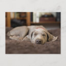 Zoek naar weimaraner briefkaarten Dier