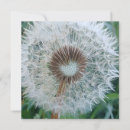 Zoek naar paardebloemen kaarten Floreel