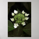 Zoek naar hydrangea hortensia posters Bloemen