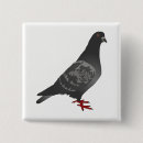 Zoek naar duif buttons Vogel