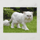 Zoek naar geschoren briefkaarten Grappig