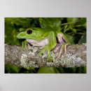 Zoek naar gewervelde dieren posters Dieren in het wild