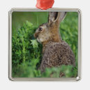 Zoek naar bruin konijn ornamenten Haas