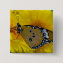 Zoek naar oranje vlinder buttons Insect