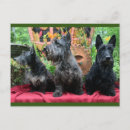 Zoek naar schrik briefkaarten Scottie