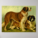 Zoek naar st bernard hond posters Vintage