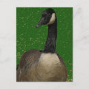 Zoek naar ganzen briefkaarten Kippen