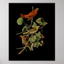 Zoek naar ornitholoog posters Audubon