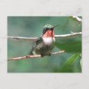 Zoek naar chase briefkaarten Zomer