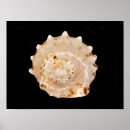 Zoek naar shells posters Voor iedereen
