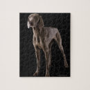 Zoek naar weimaraners puzzels Weimarant