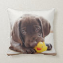 Zoek naar chocolade labrador kussens Puppy