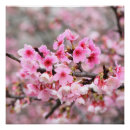 Zoek naar aziatische bloem posters Voor haar