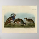 Zoek naar patrijs posters Illustratie