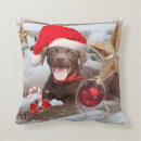 Zoek naar chocolade labrador kussens Honden