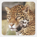 Zoek naar jaguar dier stickers Kat
