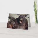 Zoek naar orangoetans Foto