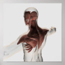 Zoek naar pes posters Pees