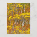 Zoek naar herfst boom briefkaarten Montana