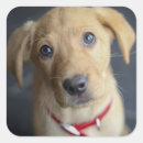 Zoek naar labrador puppy stickers Hond