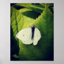 Zoek naar mot posters Insecten