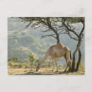 Zoek naar oman briefkaarten Vrouw