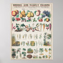 Zoek naar natuur studie posters Vintage