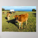 Zoek naar kalveren posters Boerderij