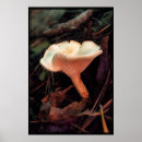 Zoek naar paddestoelen posters Wilde paddenstoelen