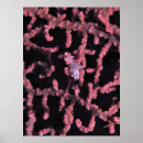 Zoek naar seahorse kunst Rif