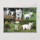 Zoek naar westie briefkaarten Hond