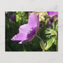 Zoek naar anemonen briefkaarten Tuin