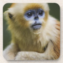 Zoek naar aap onderzetters Natuur