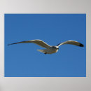 Zoek naar zeemeeuw posters Kleur