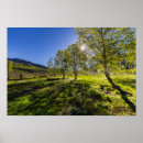 Zoek naar schapen posters Gras