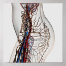 Zoek naar slagaders posters Biomedische illustraties