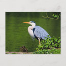 Zoek naar reiger briefkaarten Natuur