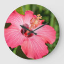 Zoek naar roze hibiscus klokken Kleurrijk
