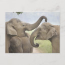 Zoek naar aziatische olifant briefkaarten Weide