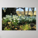 Zoek naar sneeuwklokjes posters Floreel