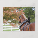 Zoek naar belgisch paard briefkaarten Trekpaard