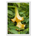 Zoek naar trompet bloem briefkaarten Voor haar