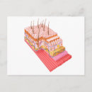 Zoek naar menselijke huid briefkaarten Digitaal geproduceerd afbeelding